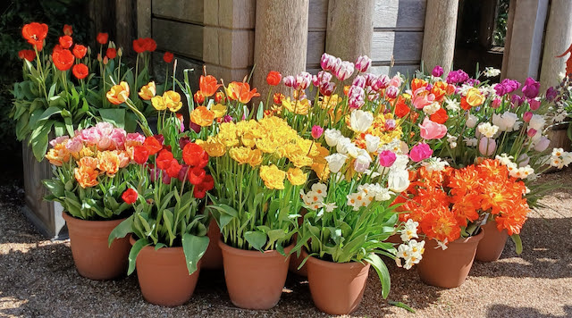 Invite the Magic of Spring